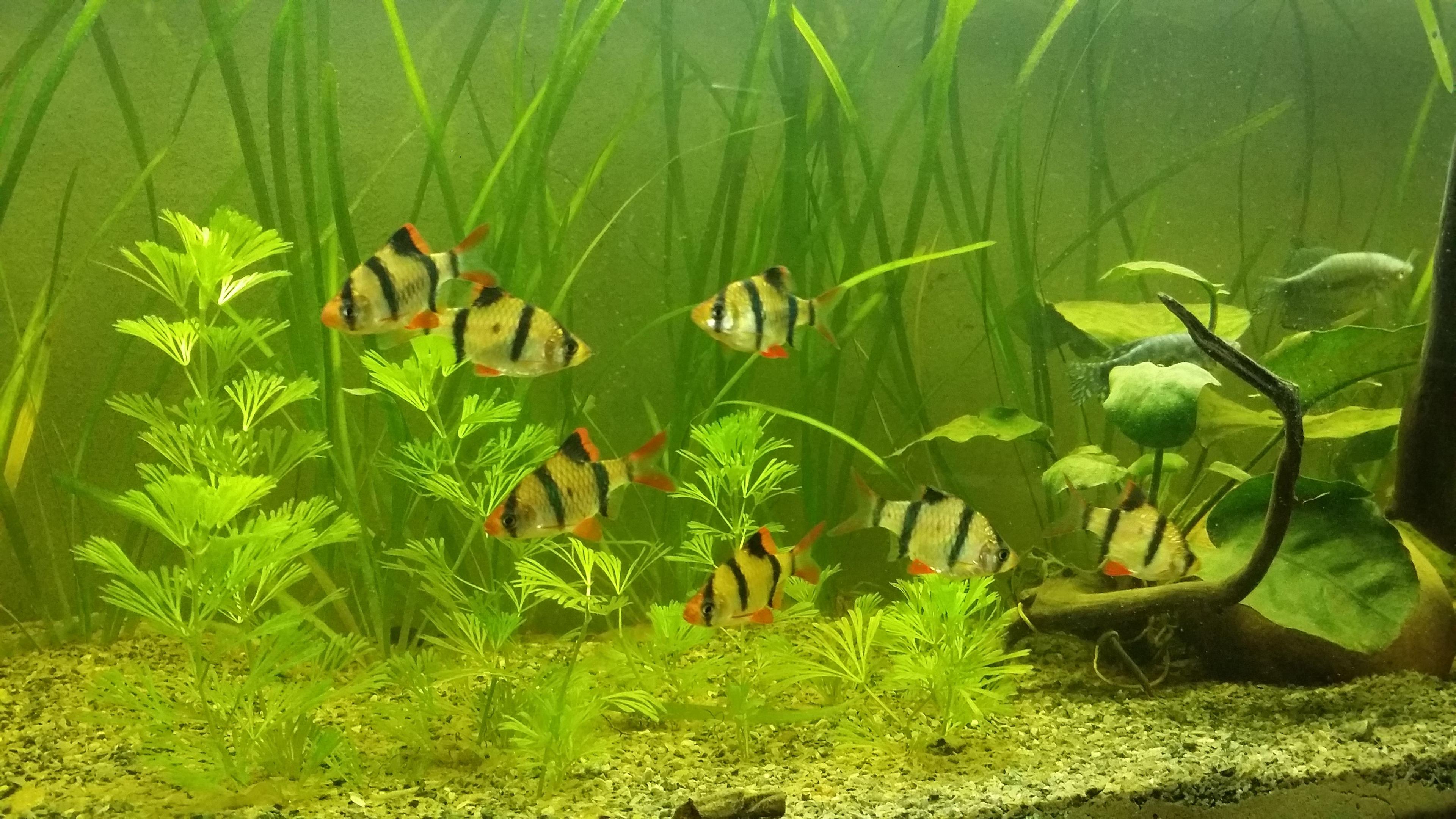 Sumatrabarbe