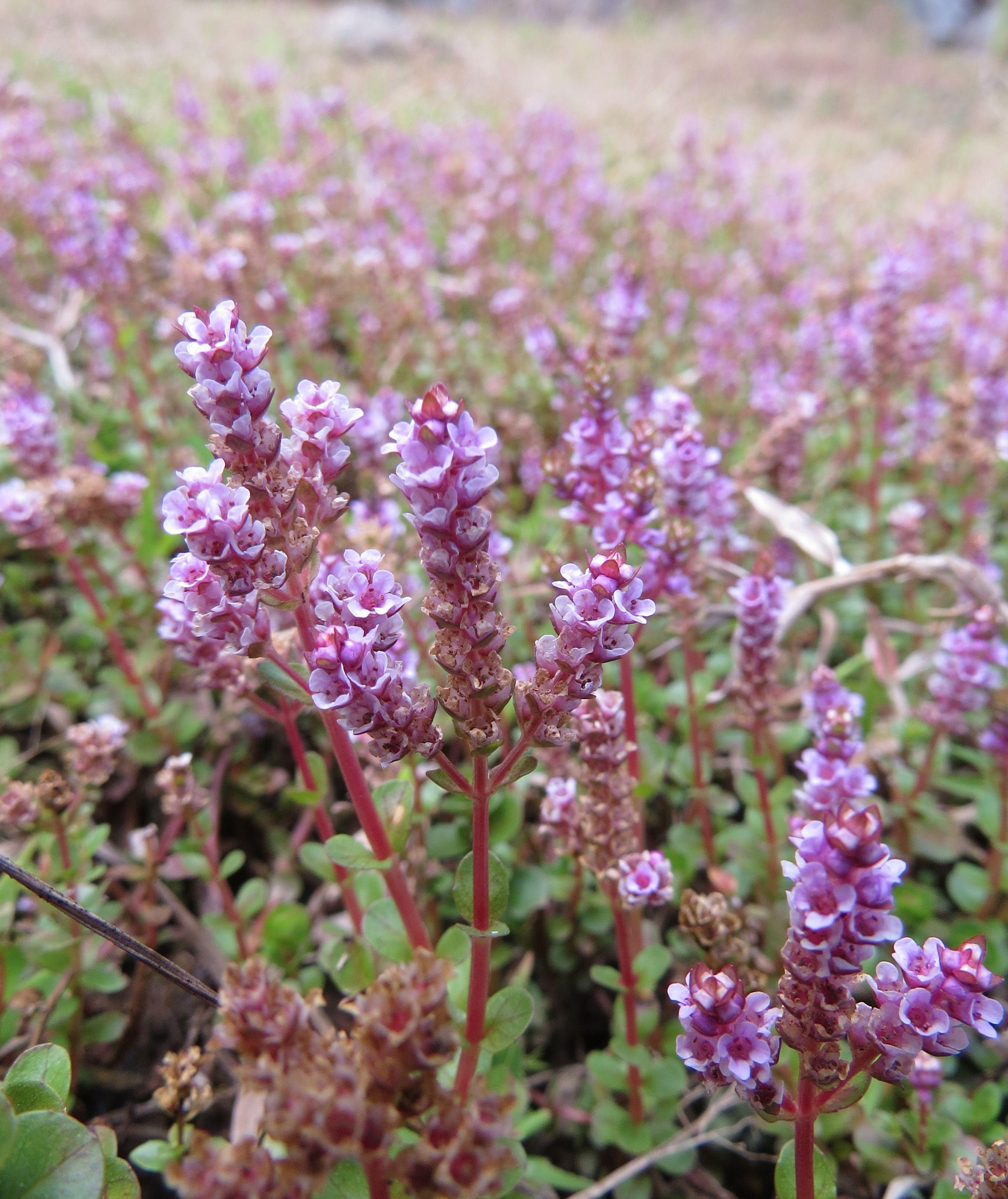 Rundblättrige Rotala