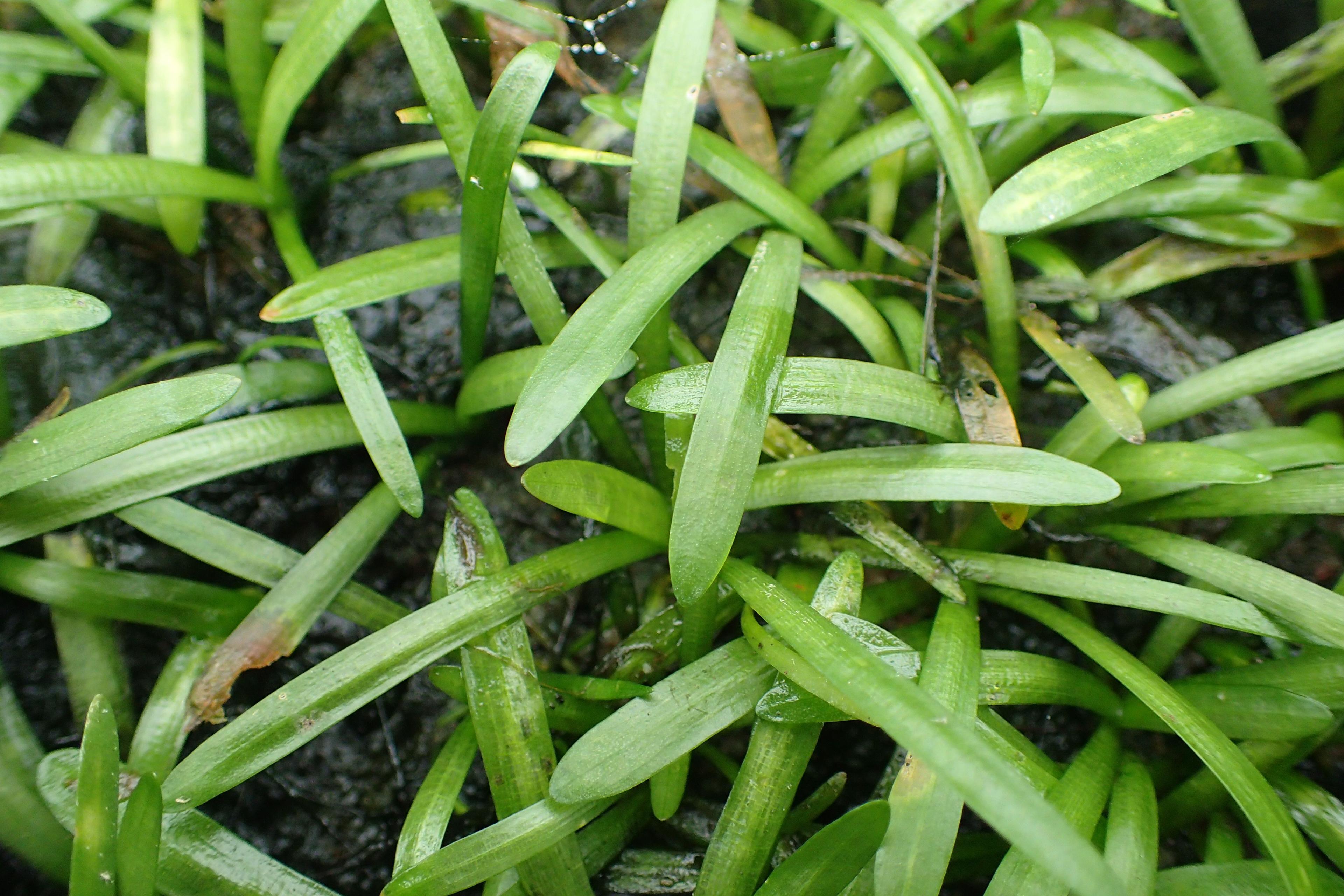 Flutendes Pfeilkraut