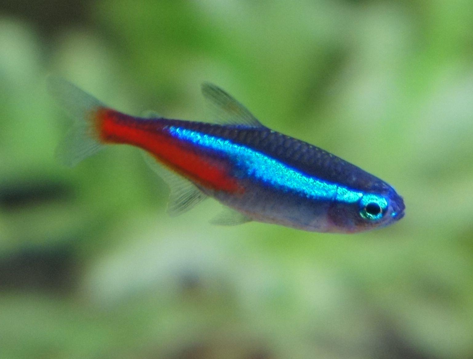 Neonsalmler